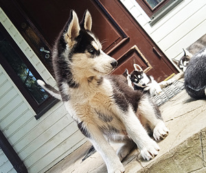 Husky kutsikas (4 foto / 5)