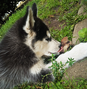 Husky kutsikas (5 foto / 5)