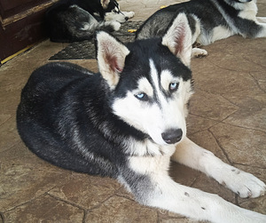 Kutsikas husky (6 foto / 10)