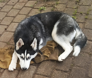 Kutsikas husky (8 foto / 10)