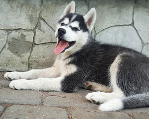 Husky tüdruk (2 foto / 5)