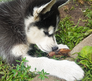 Husky tüdruk (3 foto / 5)