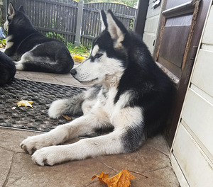 Husky tüdruk (4 foto / 5)
