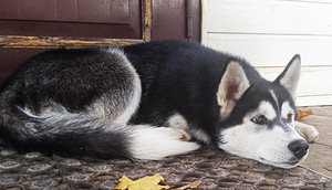 Husky tüdruk (5 foto / 5)
