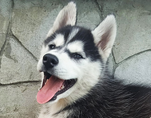 Husky tüdruk (1 foto / 10)