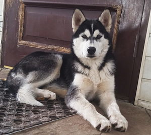 Husky tüdruk (4 foto / 10)