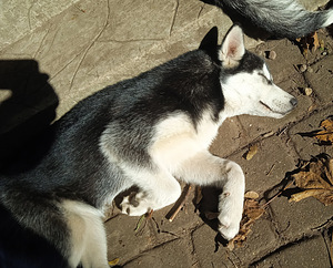Husky tüdruk (5 foto / 10)
