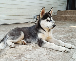 Husky kutsikas (4 foto / 6)