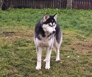 Husky kutsikas (2 foto / 8)
