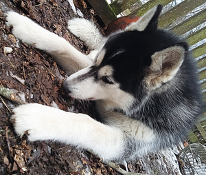Husky kutsikas (3 foto / 5)
