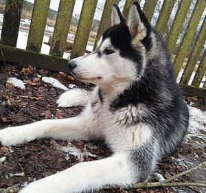 Husky kutsikas (2 foto / 10)