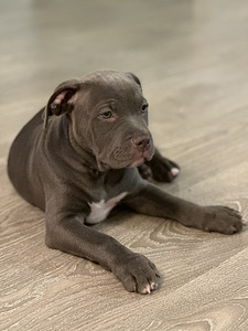 American Bully kutsikad (2 foto / 2)