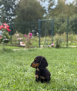 Pikakarvaline küülikutaks (3 foto / 7)