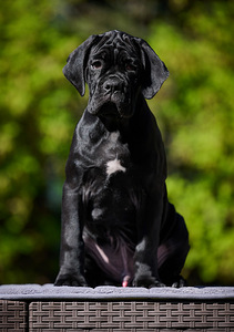 Cane corso cane corso kutsikad (3 foto / 8)