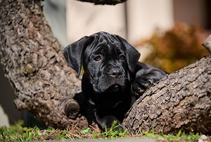 Cane corso cane corso kutsikad (6 foto / 8)