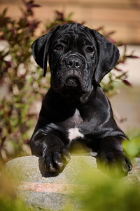 Cane corso cane corso kutsikad (8 foto / 8)