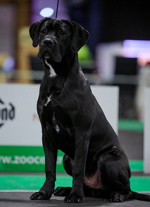 Cane Corso puppies Кане корсо щенки (3 фото из 4)