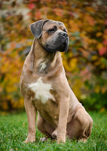 Cane Corso Cane Corso kutsikad (9 foto / 10)