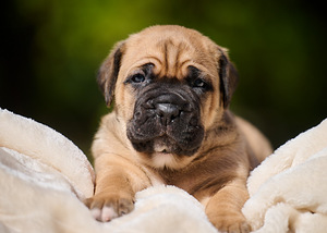 Cane Corso Cane Corso kutsikad (8 foto / 10)