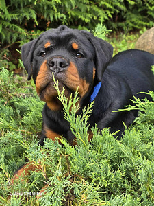 Rottweileri kutsikad (2 foto / 3)