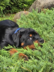Rottweileri kutsikad (3 foto / 3)
