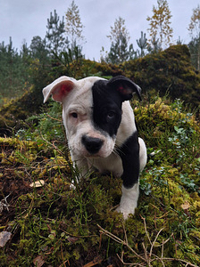 Amerikāņu stafordšīras terjers (1 foto no 4)