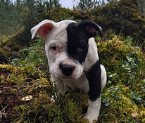 Американский стаффордширский терьер