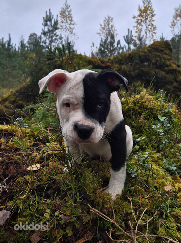 Amerikāņu stafordšīras terjers