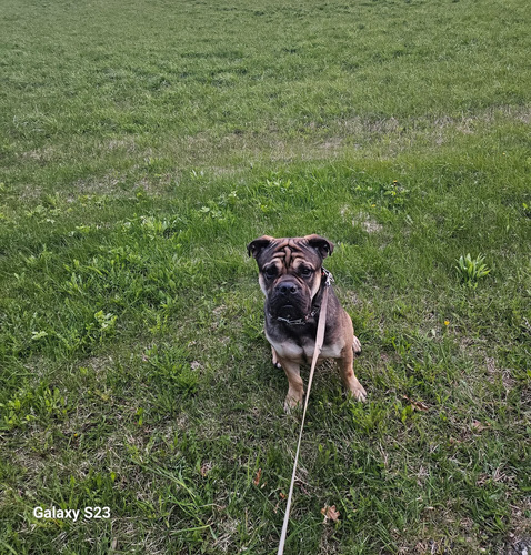 Ка де бо
