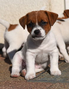 Jack Russelli terjeri kutsikat (1 foto / 6)
