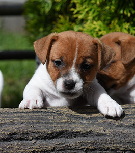 Jack Russelli terjeri kutsikat (4 foto / 6)