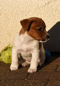 Jack Russelli terjeri kutsikad (1 foto / 5)
