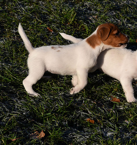 Jack Russelli terjeri kutsikad (4 foto / 5)