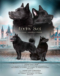 Schipperke kutsikad (1 foto / 5)