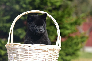 Schipperke kutsikad (2 foto / 5)