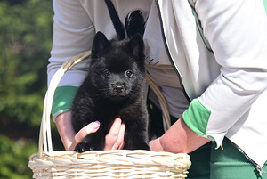 Schipperke kutsikad (3 foto / 5)