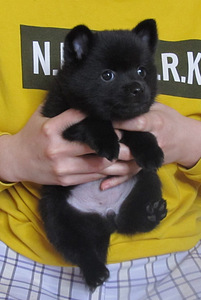 Schipperke kutsikad (4 foto / 5)
