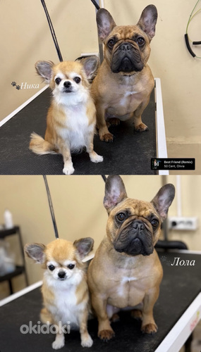 Grooming.Groomer