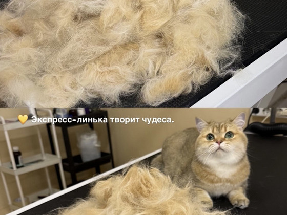 Grooming.Groomer