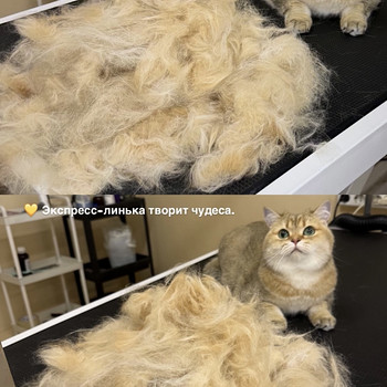 Grooming.Groomer