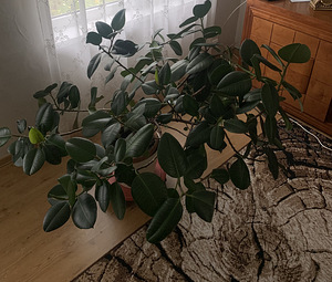 Фикус (2 фото из 4)