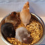 Süüria hamster müügiks (foto #2)
