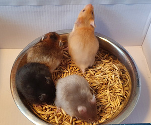Süüria hamster müügiks (2 foto / 3)