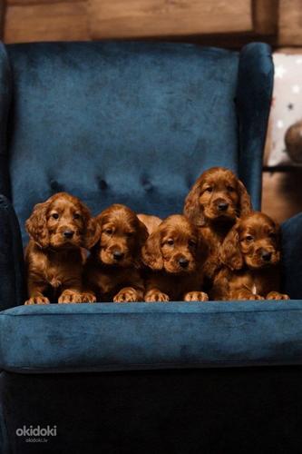 Продаются щенки ирландского красного сеттера (фото #1)