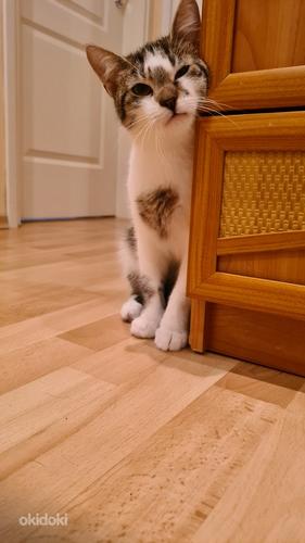 Kass (6 kuud) (foto #2)