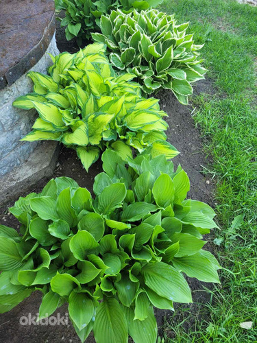Hosta