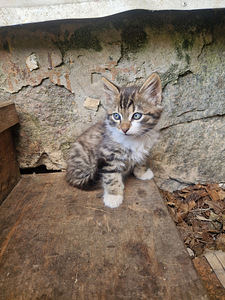 Maakodused kassipojad (4 foto / 5)