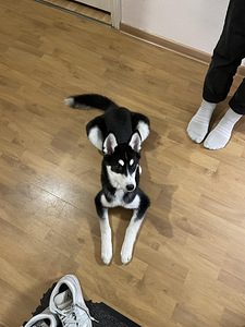 5 kuune husky/laika kutsikas ära anda (3 foto / 5)