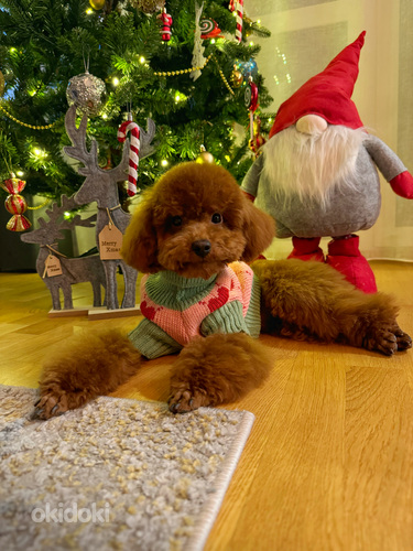Toy puudel isane paaritamiseks