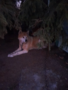 Ma annan Akita -inu headesse kättesse (1 foto / 3)